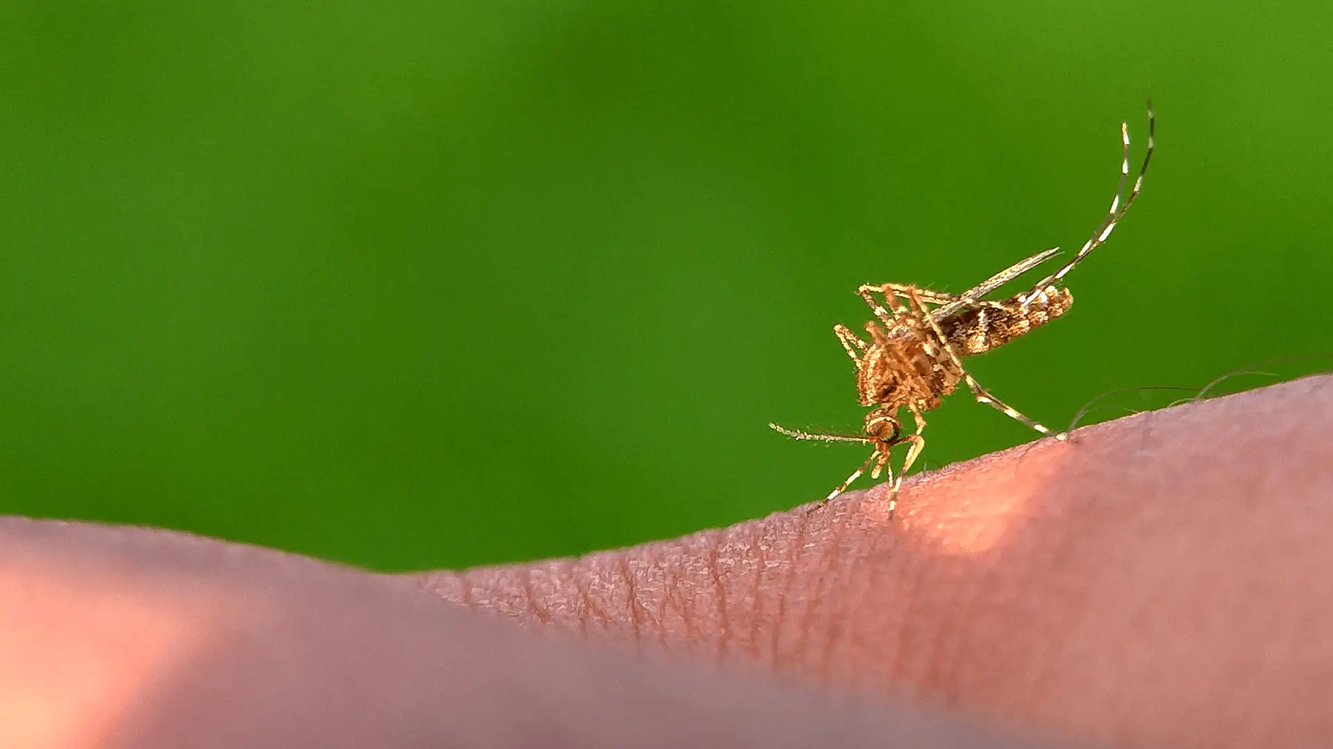 rizikos indonezijoje